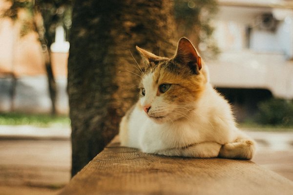 Aspects juridiques de la location d'appartements de vacances : ce que vous devez savoir !