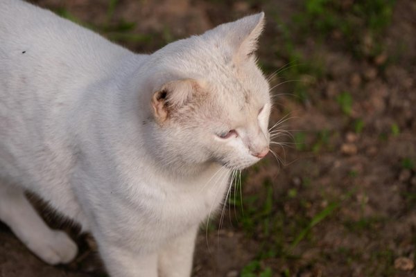 Tipps zur Steigerung der Koordinationsfähigkeit im Basketball: So verbesserst du dein Spiel!
